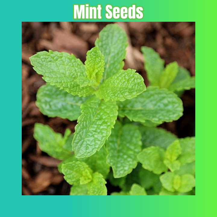 100seeds/pack Peppermint Seeds Herb Seeds for Planting Potted Edible