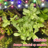 ปาโคป้าด่าง ปาโคป้าใบลาย - bacopa monnieri sp araguaia / monnieri variegatus ต้นไม้น้ำ พืชน้ำ ต้นไม้ตกแต่งตู้ปลา อุปกรณ์ตู้ปลา