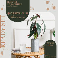 Homequarterbkk-Joyful Set-Begonia ต้นบีโกเนีย ชุด เซ็ทพร้อมโชว์ ของตกแต่งบ้าน สุดคุ้ม แจกันสังกะสี พร้อม ต้นไม้ประดิษฐ์ ราคาต่อ 1 ชุด