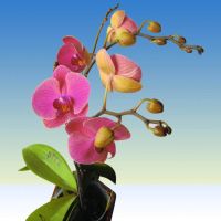 30 เมล็ดพันธุ์ Home Plant เมล็ดกล้วยไม้ ฟาแลนนอปซิส (Phalaenopsis Orchids) Orchid flower seed อัตราการงอก 80-85%