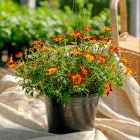 Treeno.9 T32 ดอกไบเด้นส์ (Bidens) กระถาง 8 นิ้ว สูง 25-30 cm. ดอกไม้ประดับ ดอกไม้รับประทานได้ (ต้นไม้)