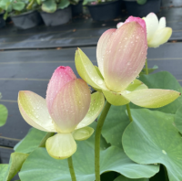 5 เมล็ดพันธุ์ บัว สายพันธุ์ PINK BUTTERFLY LOTUS DELIGHTFUL สีชมพู ขาว เพาะปลูกและเก็บเมล็ดในไทย ขยายพันธุ์ในไทยได้ สายพันธุ์นิยมปลูกในอเมริกา