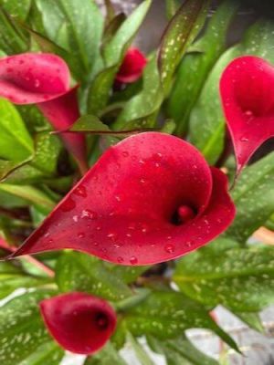 20 เมล็ดพันธุ์ ต้นคาลล่าลิลลี่ คาลล่า ลิลลี่ (Calla Lily) เป็นดอกไม้ ที่แทนสัญลักษณ์แห่งความรัก อัตราการงอก 80-85%