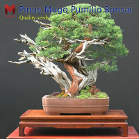 สนสนภูเขา Mugo Pumilio Bonsai สนแคระประดับ พืชบอนไซ ตกแต่งบ้าน (20เมล็ด)