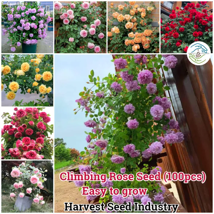 [Fast Grow] 100 Seeds High Quality Colorful Climbing Rose Seeds for