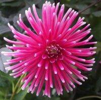 1 หัว/ออเดอร์ รักเร่ Dahlia Bulb สายพันธุ์ Pianella หัวรักเร่ ดอกไม้ หัวหน่อ เหง้า นำเข้า เนเธอร์แลน หัวสดใหม่