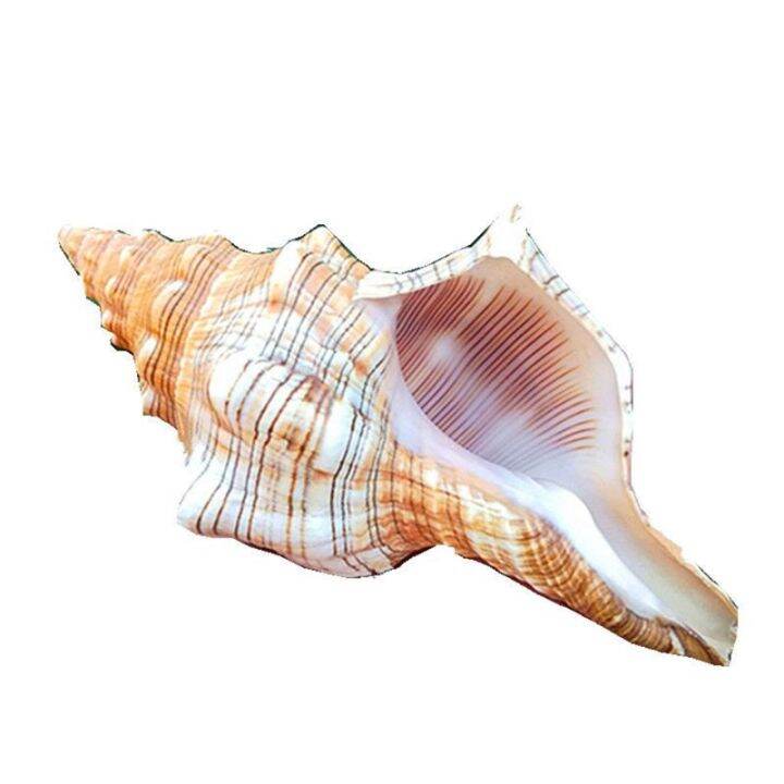 Natural Sea Shells Ocean Conch 3-7 inch Jumbo Seashells Perfect for ...