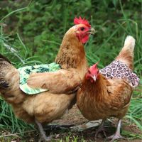 [COD] Cross-border hen chicken saddle double-sided printing feather protection fixer double-layer back protector