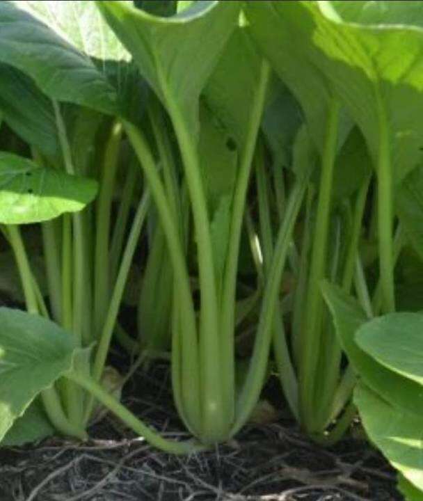 ผักกาดกวางตุ้งต้น-false-pakchoi-seeds-เมล็ดพันธุ์ผักกาดกวางตุ้งทศกัณฐ์37-กวางตุ้ง-ต้นใหญ่-ใบหนา-ออกดอกช้า-น้ำหนักดี-บรรจุ-300-เมล็ด