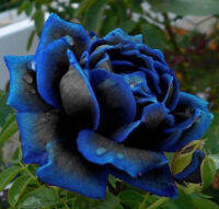 กุหลาบ สีน้ำเงิน Rose Seeds30 เมล็ดพันธุ์ Garden Seed  ดอกใหญ่ สินค้านำเข้า