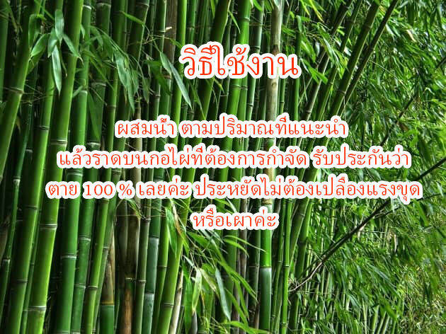 สารกำจัดต้นไผ่-สารฆ่ากอไผ่-สำหรับใช้กำจัดไผ่-ทุกสายพันธุ์-ไม่เป็นอันตรายต่อคนและสัตว์-ไม่ได้ผลยินดีคืนเงิน-น้ำหนัก-1-กฺิโลกรัม