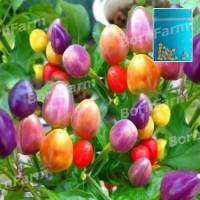 เมล็ดพันธุ์พริก7สี เมล็ดพริกสีรุ้ง 20เมล็ด พริกประดับเจ็ดสี (Rainbow Chilli Pepper)