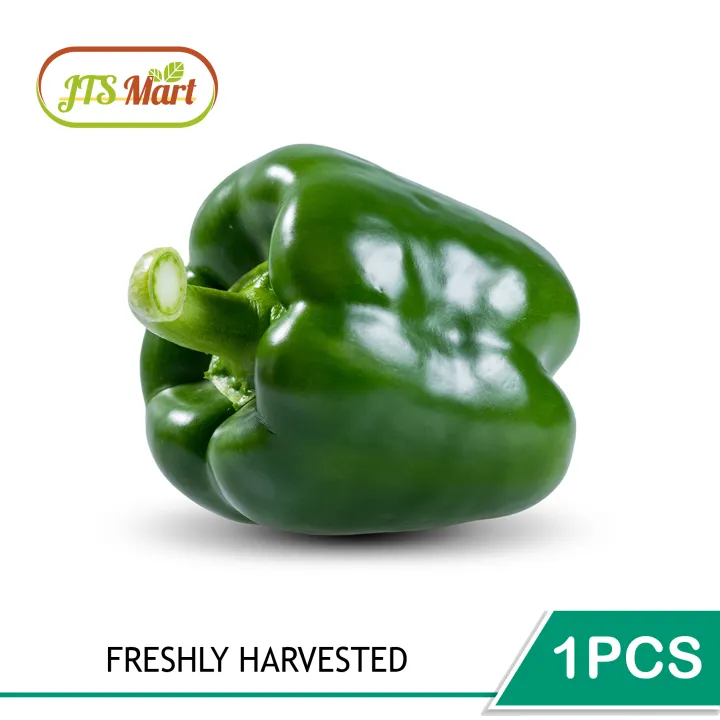 Green Capsicum Bell Pepper Lada Besar Hijau 1pcs Lazada