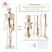แบบจำลองทางกายวิภาค1/2ชีวิต FRT013ขนาด85โมเดลโครงกระดูกมนุษย์รวมถึงเส้นเลือดประสาทหัวใจการสอนวิทยาศาสตร์ Resource