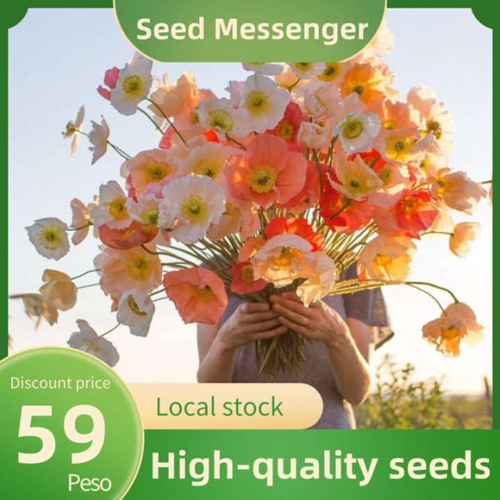(Flanders seed 10 seeds)High Germination Flower Seeds for Planting Buto