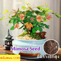 รับประกันสายพันธุ์แท้ 100 % ปลูกง่าย Mimosa Seed for Planting (100PCS/BAG) Bonsai Flower Plant Seed Colorful Flower Seeds บอนสี เมล็ดบอนสี บอนสีแปลกๆถูกๆ ต้นไม้มงคลสวยๆ บอนสีหายาก บอลสีชนิดต่างๆ ต้นไม้ฟอกอากาศ เมล็ดดอกไม้ บอนสีสวยๆหายาก บอนสีหายาก ดอกไม้