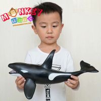 Monkey Toys - โมเดลสัตว์ Whale Killer ปลาวาฬ เพชฌฆาต ขนาด 42.00 CM แบบนิ่ม (จากหาดใหญ่)