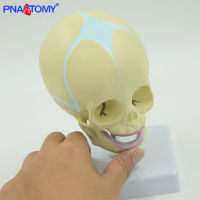 Spot parcel post Infant Skull Model Infant Skull Model Pediatric Small Skull with Base Rotatable Bone