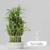 ไผ่กวนอิม หรือ กวนอิม ไผ่กวนอิม 5  ชั้น(LuckyBambooหรือChinese Water Bamboo)เสริมมั่งคั่งและความโชคดีช่วยนำเงินทอง โชคลาภ ความสุขและความเจริญมาสู่ผู้คนในบ้านอีกทั้งยังช่วยปัดเป่าสิ่งชั่วร้ายและความรู้สึกไม่ดีออกไป