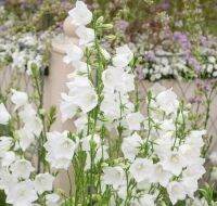 เมล็ดพันธุ์ Campanula persicifolia peach bellflower 200 เมล็ด เมล็ดพันธุ์นำเข้าจากอังกฤษ