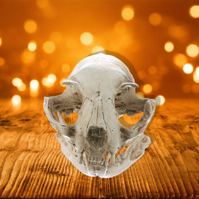 Mini Resin Animals Statue Decor Realistic Animal Skull Bones Decor for Home Collectible Decor