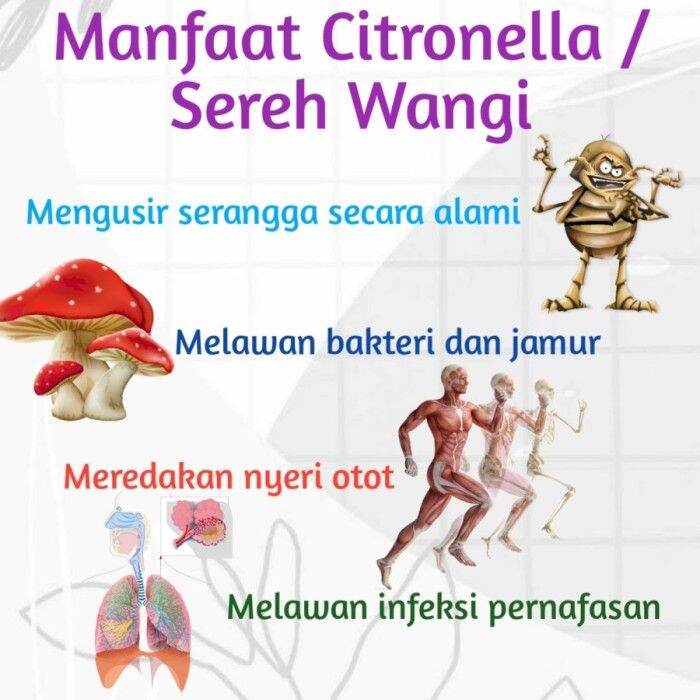 250ml - MINYAK ATSIRI SEREH SERAI WANGI MURNI | Pure Citronella OIL ...