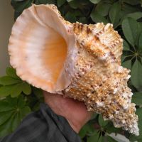 20-21CM Natural Tutufa Rubeta Conch Shells Coral Sea Snail Fish Tank Home Ornament Wedding Festival Party Decor