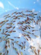 20 con 7 màu thủy sinh dòng mosaic dễ nuôi không cần oxy tặng thức ăn khi