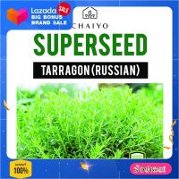 เมล็ดพันธุ์ทาร์รากอน ชัยโย 320 เมล็ด เมล็ดพันธุ์พืช Seed farm garden