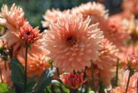 1 หัว/ชุด รักเร่ Dahlia Bulb สายพันธุ์ Gallery Leonardo หัวรักเร่ ดอกไม้ หัวหน่อ เหง้า นำเข้า เนเธอร์แลน หัวสดใหม่