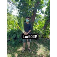 Pro +++ L200ต้นบอลกระดาษยักษ์ #อโลคาเซีย Alocasia #ต้นบอนกระดาด #บอนกระดาดยักษ์ #หูช้าง #บอนยักษ์ #บอนกระดาด ราคาดี พรรณ ไม้ น้ำ พรรณ ไม้ ทุก ชนิด พรรณ ไม้ น้ำ สวยงาม พรรณ ไม้ มงคล