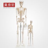 Art in the whole body skeleton model of human body skeleton model 85 cm specimens of organs with base medical teaching