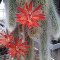 ต้นหางลิง Hildewintera colademononis 15-19 cm. หางลิง กระบองเพชร แคคตัส Cactus เปลือยราก