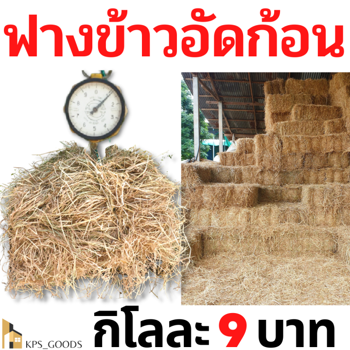 ฟาง-ฟางอัดก้อน-ฟางข้าว-1-กิโลกรัม-9-บาท-ส่งจากนครปฐม-ราคาหน้าสวน-สวนมาเอง-ไม่ชื้น-ไม่เก่า-ไม่ขึ้นรา-ค่าส่งไม่แพง