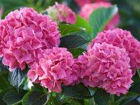 20 เมล็ด เมล็ดไฮเดรนเจีย Hydrangea seed สีชมพู ไฮเดรนเยียสายพันธุ์ฝรั่งเศส ของแท้ 100% อัตรางอก 70-80% มีคู่มือปลูก ปลูกในกระถางได้