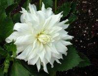 1 หัว/ชุด รักเร่ Dahlia Bulb สายพันธุ์ Verda หัวรักเร่ ดอกไม้ หัวหน่อ เหง้า นำเข้า เนเธอร์แลน หัวสดใหม่