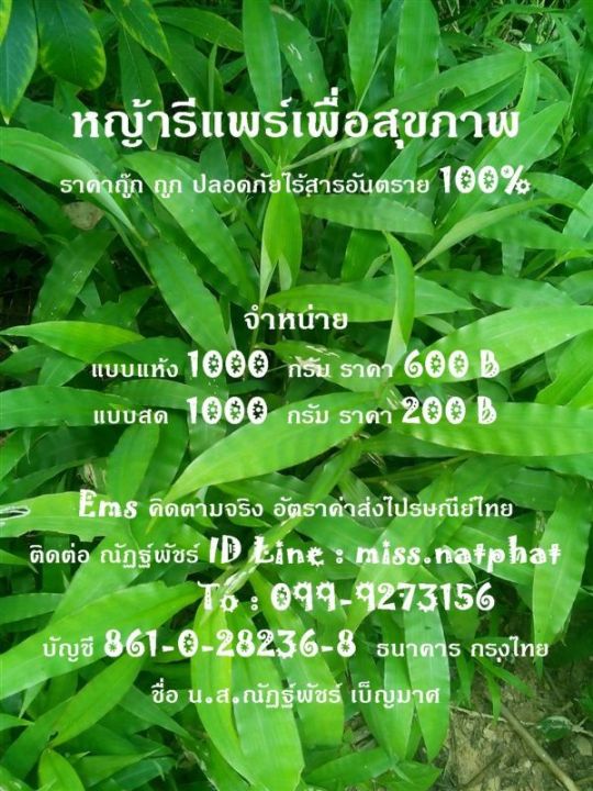 หญ้ารีแพร์แห้ง-500-กรัม-ราคาส่ง