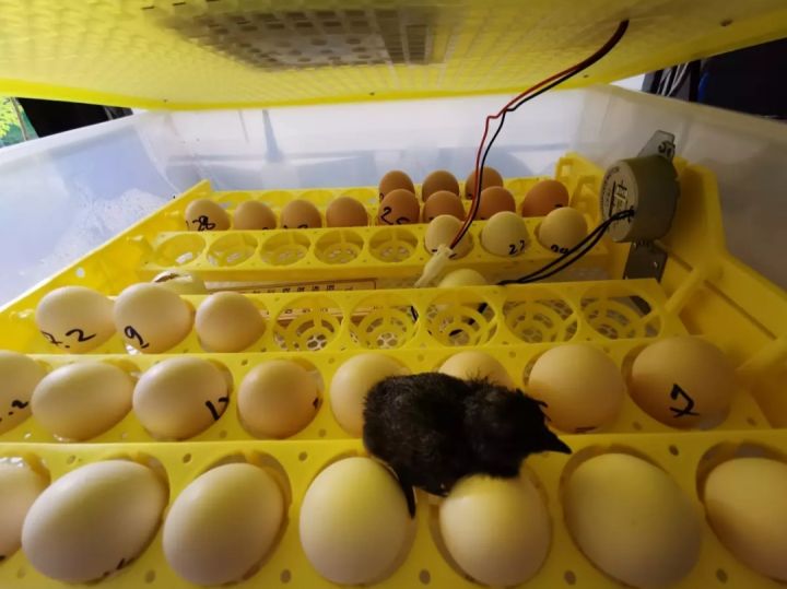 ไข่เชื้อไก่ดำ-สำหรับฟักในตู้ฟัก-แพ็คละ-10-ใบ