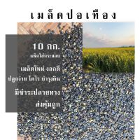 ?โปรแรง++ เมล็ดปอเทือง 10 กก. ปลูกเพิ่มไนโตรเจนให้ดิน เมล็ดใหม่ เมล็ดพันธุ์ปอเทือง สุดว้าว