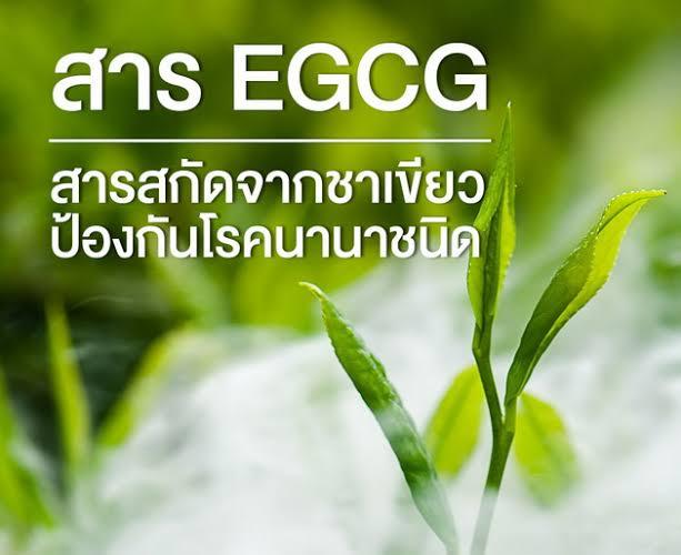 egcg-giffarine-ชาเขียวแคปซูล-ชาเขียวสกัด-อีจีซีจี-ชาเขียว-สารสกัดชาเขียวกิฟฟารีน