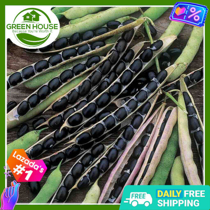 Green House Black Soya Beans Seeds for Planting Vegetable Plants (10