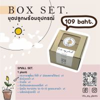 ⭐โปรสุดคุ้ม ชุดปลูกดอกไม้ boxset ชุดพร้อมปลูก ชุดของขวัญ gift box คุณภาพดี