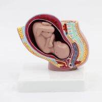 Maternal and Infant Pregnancy Anatomy Model Medical Science Teaching Resources Dropshipping