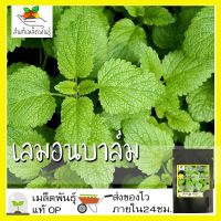 ซื้อ 1 แถม 1，50 เมล็ด (ไม่ใช่พืช)เมล็ดพันธุ์ เลมอนบาล์ม  เมล็ดพันธุ์แท้100% นำเข้าจากต่างประเทศ ปลูกผัก สวนครัว ถูกดี เพาะง่าย พืชสวน