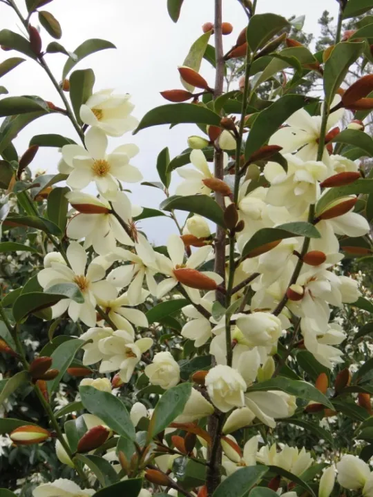 Magnolia laevifolia 'Vanilla Pearls'