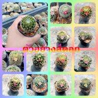 ??แมมขนนกเหลือง ?? Mammillaria Schiedeana  ไม้เมล็ด ขนาด 3-4 ซม. ต้นกระบองเพชร ต้นแคคตัส (แคคตัส กระบองเพชร)