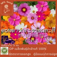 เมล็ดพันธุ์ ดอกดาวกระจายคละสี - Mix Color Cosmos Flower  200 เมล็ด