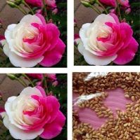 30 เมล็ด เมล็ดพันธุ์ กุหลาบ มินิ บอนไซ Rose Seed ดอกเล็ก สีชมพูบานเย็น ต้นไม้แคระ นำเข้าจากต่างประเทศ Garden Seeds