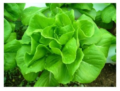 เมล็ดผักสลัดกรีนคอสผักกาดคอส (Cos Lettuce) บรรจุ200เมล็ด ผักสลัดกรีนคอสหนึ่งในผักสลัดยอดนิยมของคนรักสุขภาพ