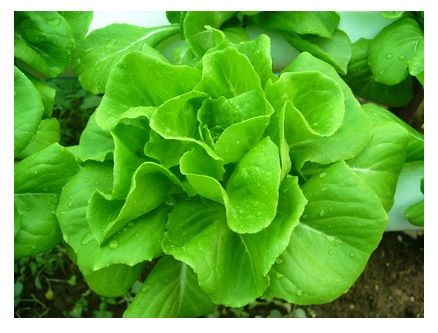 เมล็ดผักสลัดกรีนคอสผักกาดคอส-cos-lettuce-บรรจุ200เมล็ด-ผักสลัดกรีนคอสหนึ่งในผักสลัดยอดนิยมของคนรักสุขภาพ